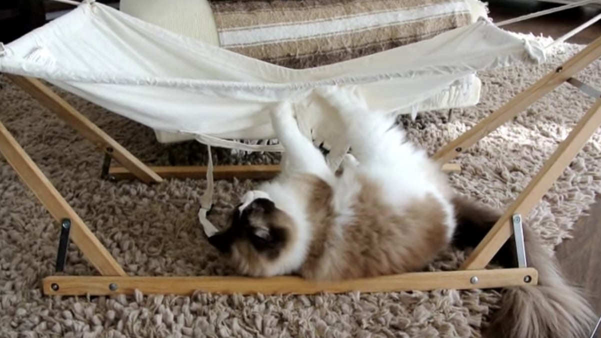 Cat Falling Out of Hammock Video POPSUGAR Pets