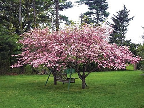 Pink Dogwood Tree 8-16" Tall