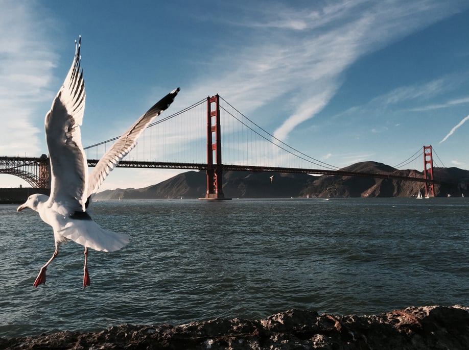 "Sometimes the best shots aren’t planned. The bird flying through this photo adds a sense of scale and surprise to an iconic view, making the whole composition more interesting."