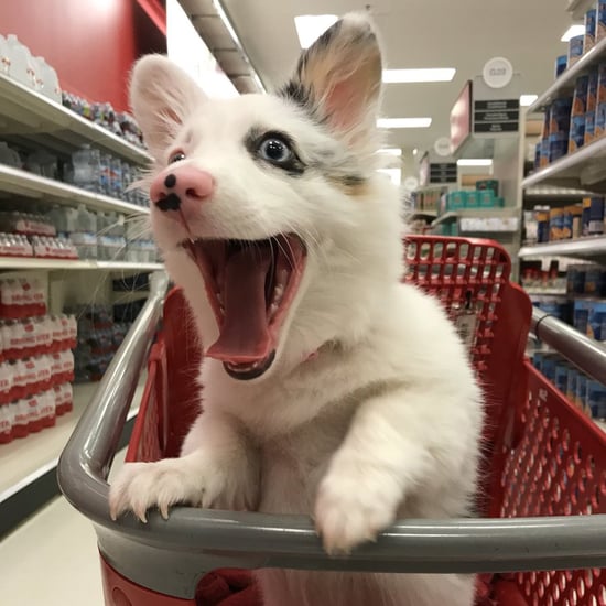 Dog's Happy Face in Target