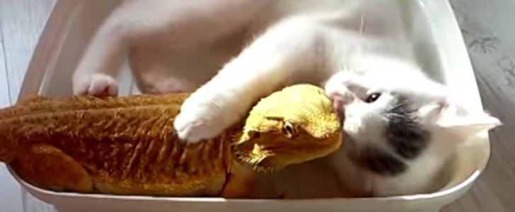 Cat Cuddling Bearded Dragon | Video