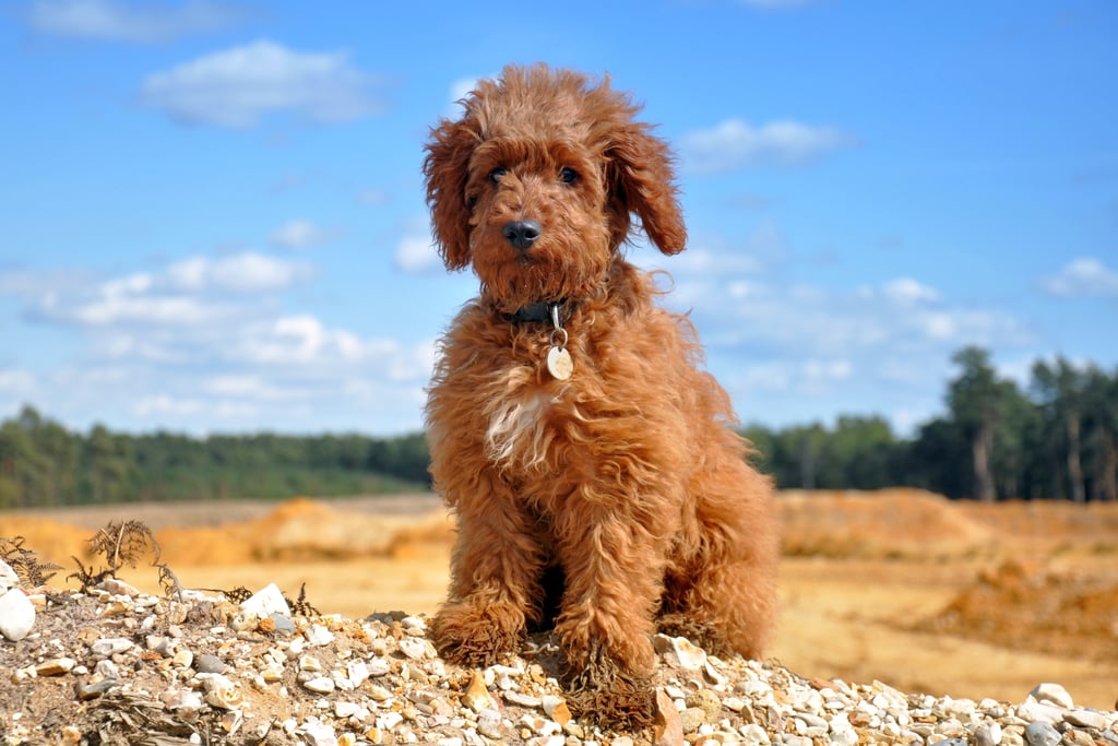 Cute Pictures of Labradoodles