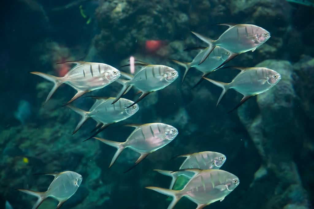 Aquarium Wedding
