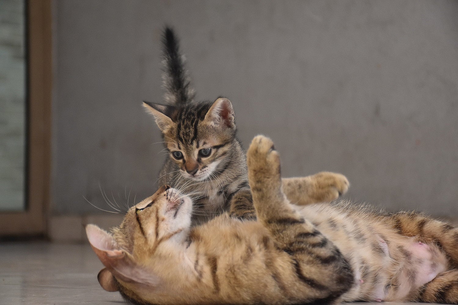 How do you introduce a clearance new cat to your cat