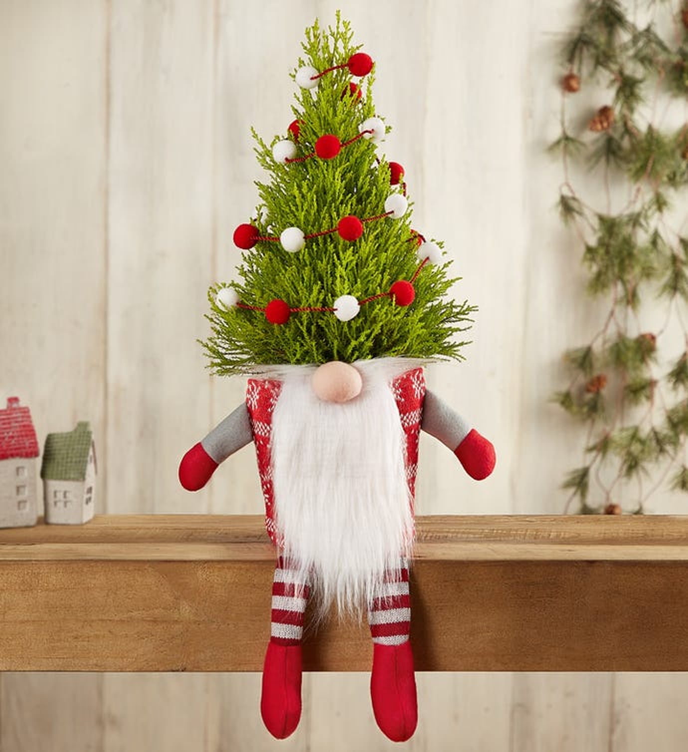Live Tabletop Christmas Trees 