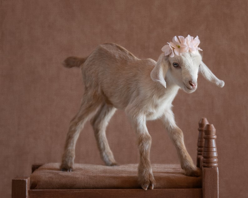 Photos of Newborn Baby Goats POPSUGAR Pets