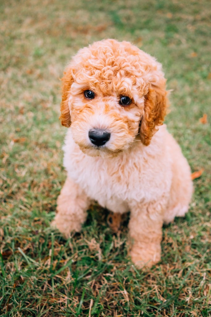 Cute Pictures of Goldendoodles