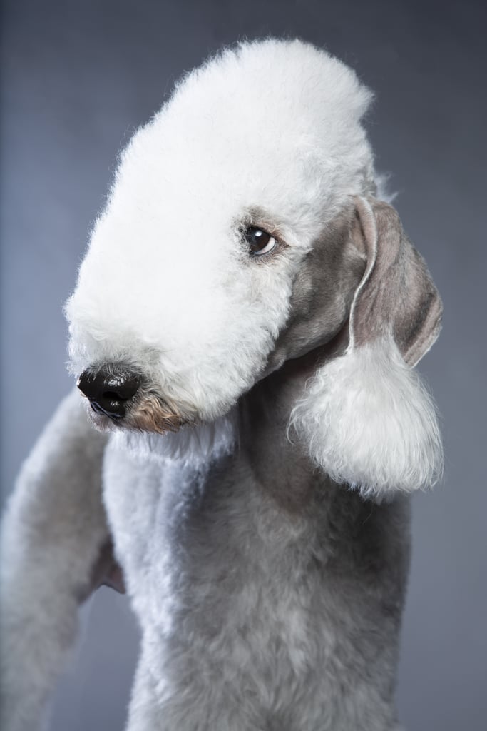 FilbertShaped Ears Photos of Common Ear Shapes For Dogs and Puppies POPSUGAR Pets Photo 13