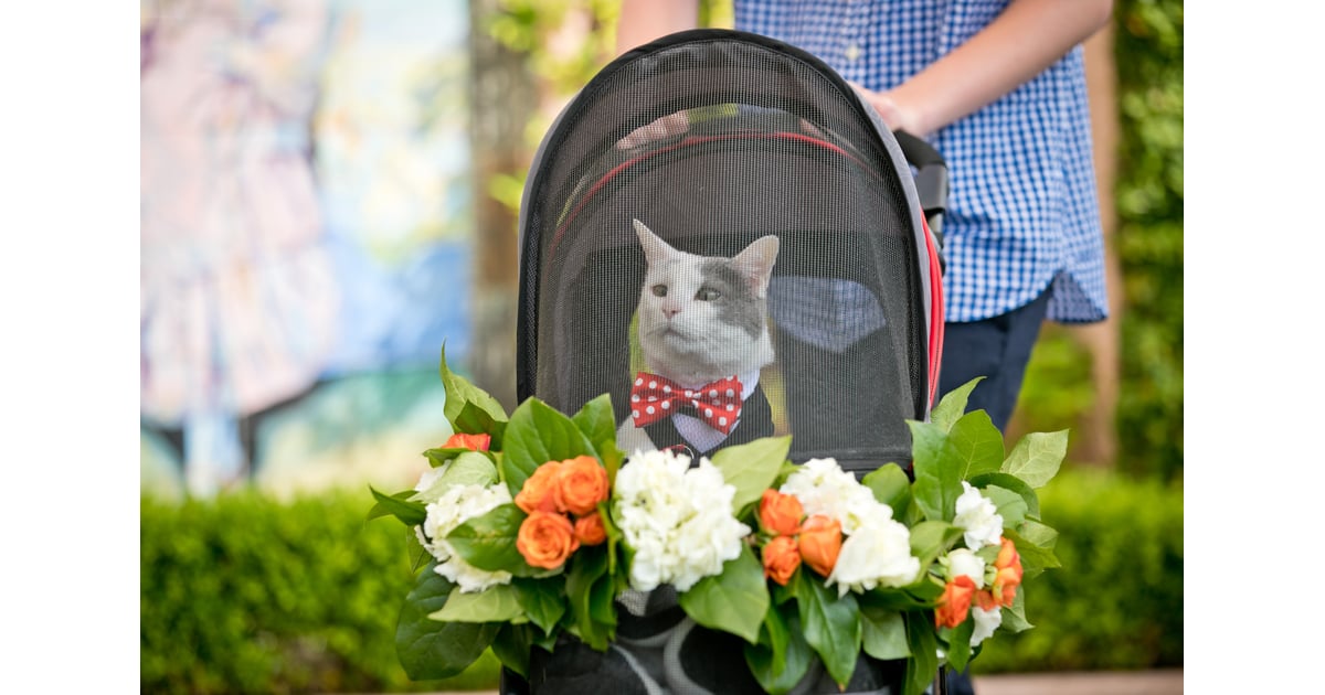 Cat Ring Bearer Wedding POPSUGAR Love & Sex Photo 22