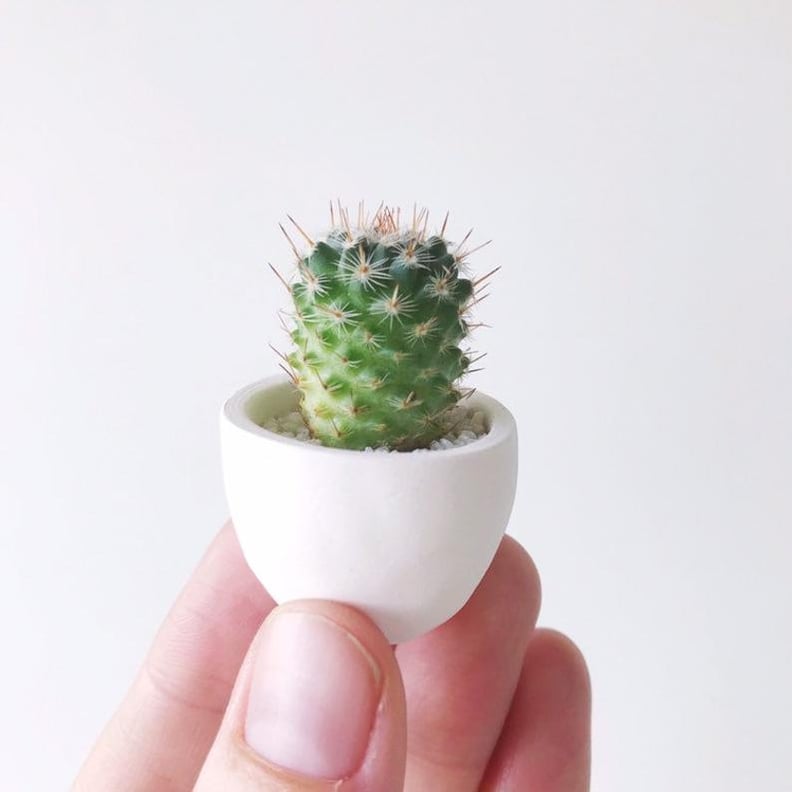 Lucia Mini Cactus and Mini Planter