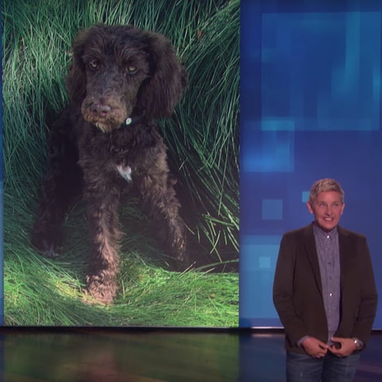 Ellen DeGeneres Gets Poodle Puppy Named Mrs. Wallis Browning