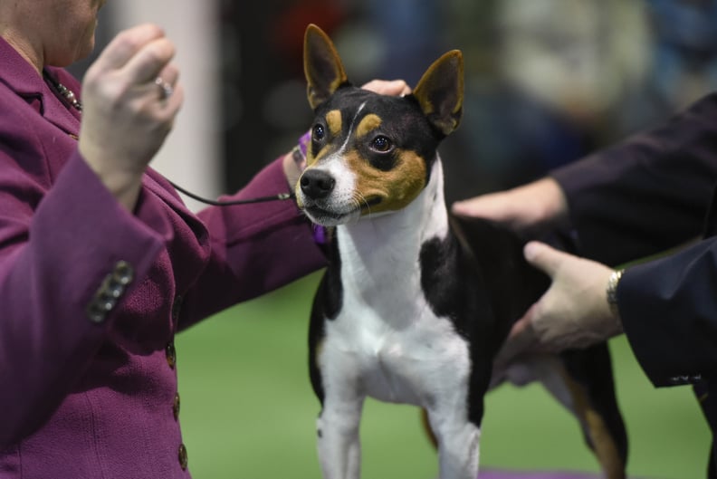 2016 Westminster Kennel Club Dog Show PS Pets