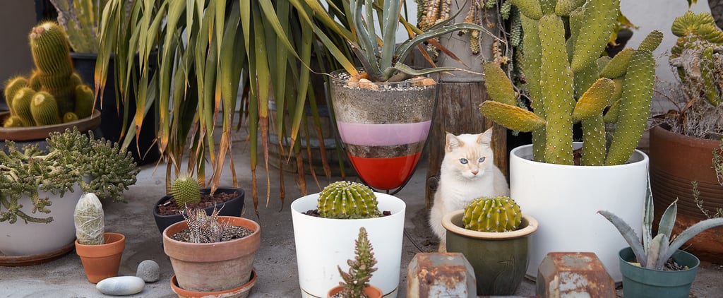 15+ Best and Unique Gifts For Gardeners 2019