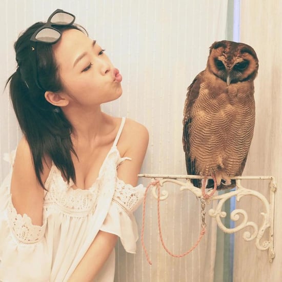 Owl Cafe Japan