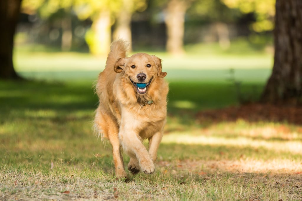 American Golden Retriever