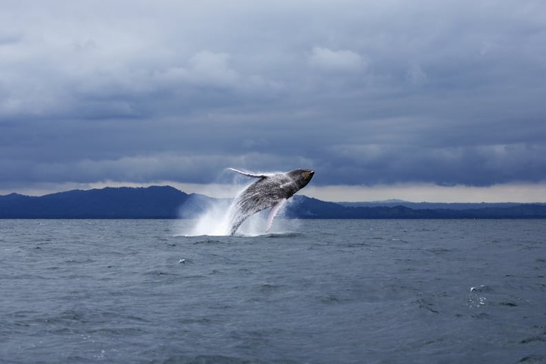 Tickle Whales in Mexico