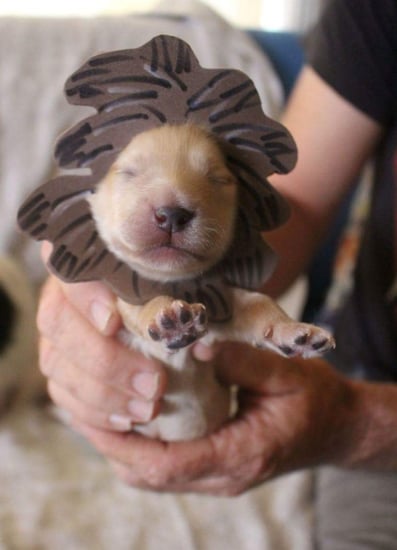Newborn best sale puppy costume