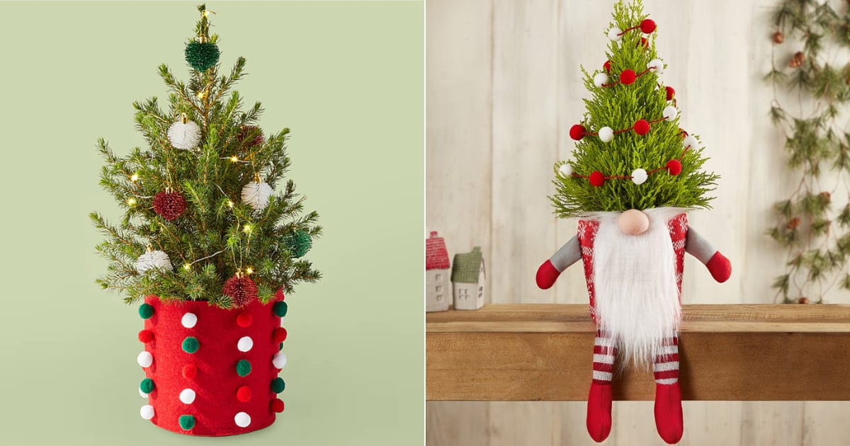 Best Live Tabletop Christmas Trees | 2022 | PS Home