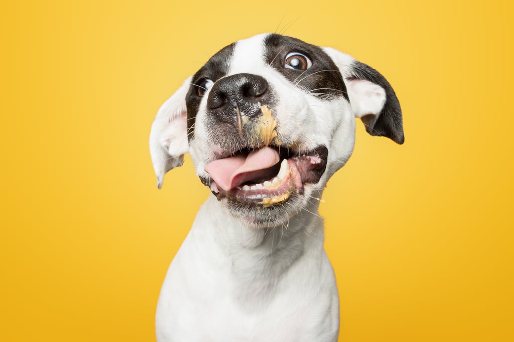 Photos of Rescue Puppies Eating Peanut Putter | Greg Murray