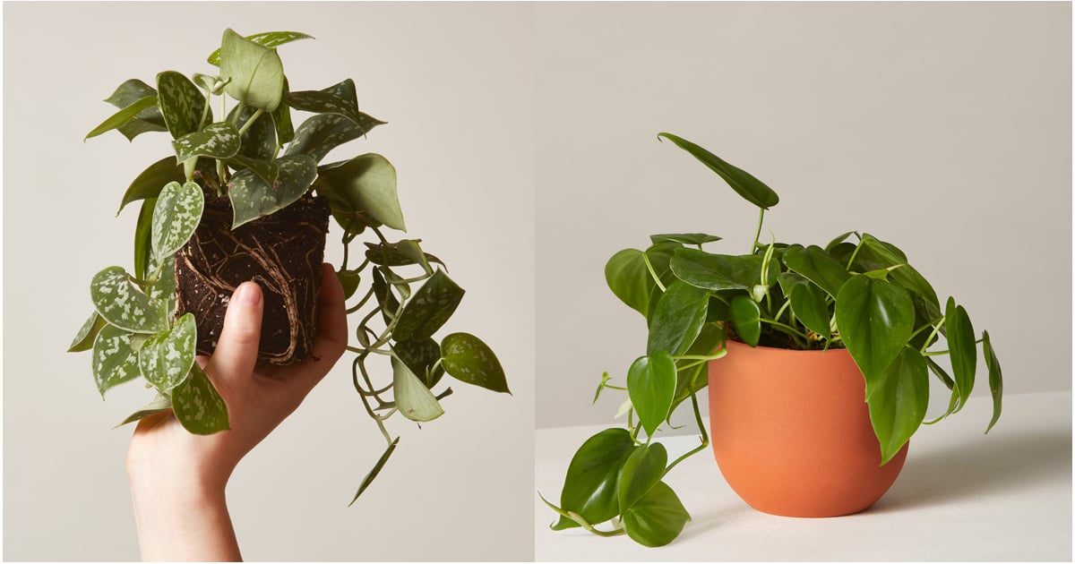 Best Indoor Hanging Plants | POPSUGAR Home UK
