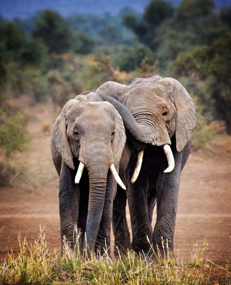 These elephants who know when you need to lean on your buddies.