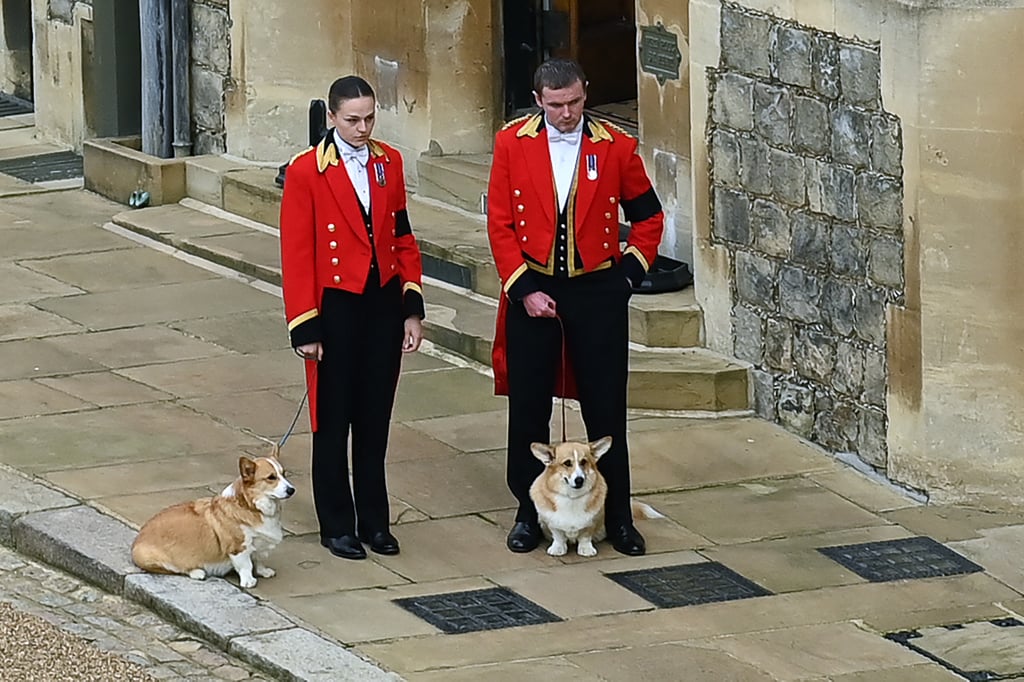 Queen Elizabeth II's Corgis Attend Her Funeral