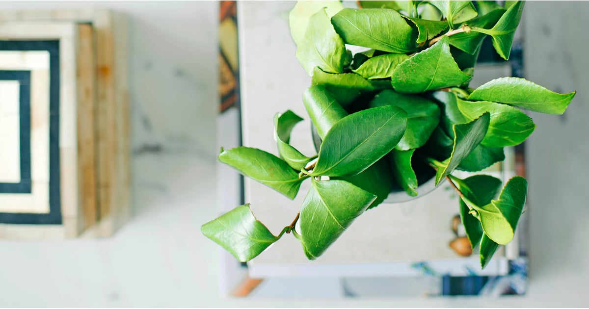 Plants That Help You Sleep POPSUGAR Home