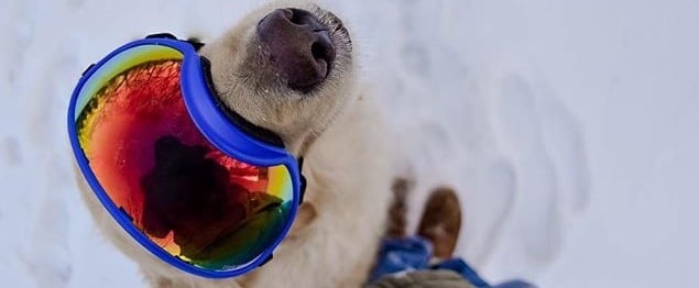 Dogs Playing in the Snow