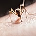 疟疾传播在德克萨斯州和佛罗里达州。你应该担心吗?