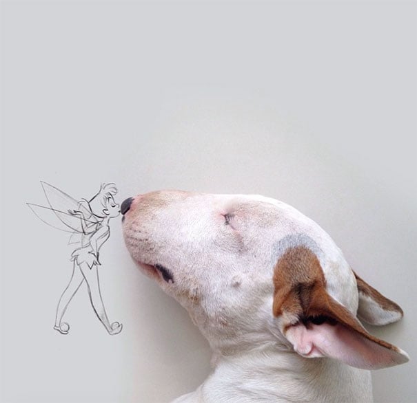 Bull Terrier Instagram Account