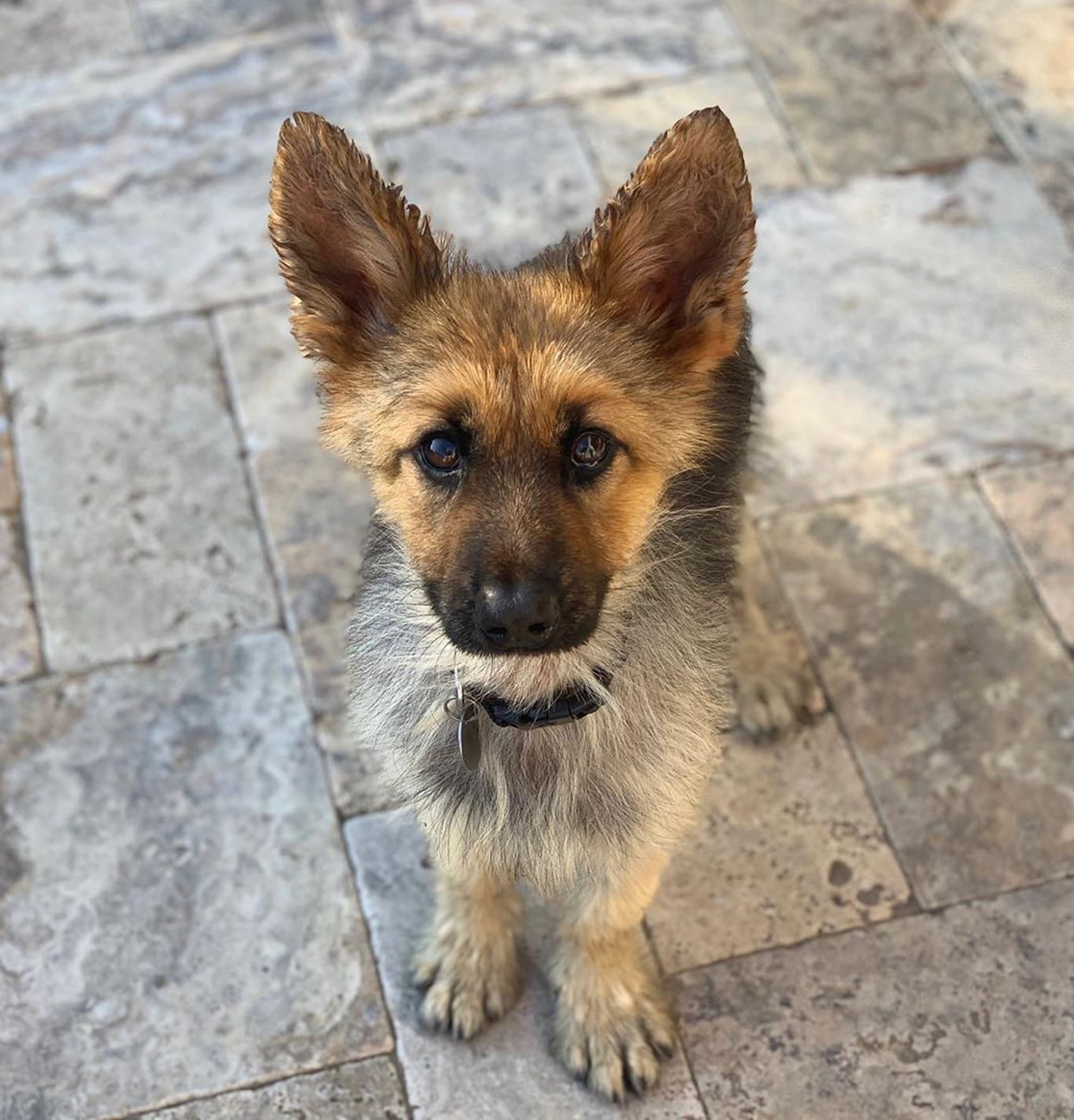 cutest german shepherd puppy