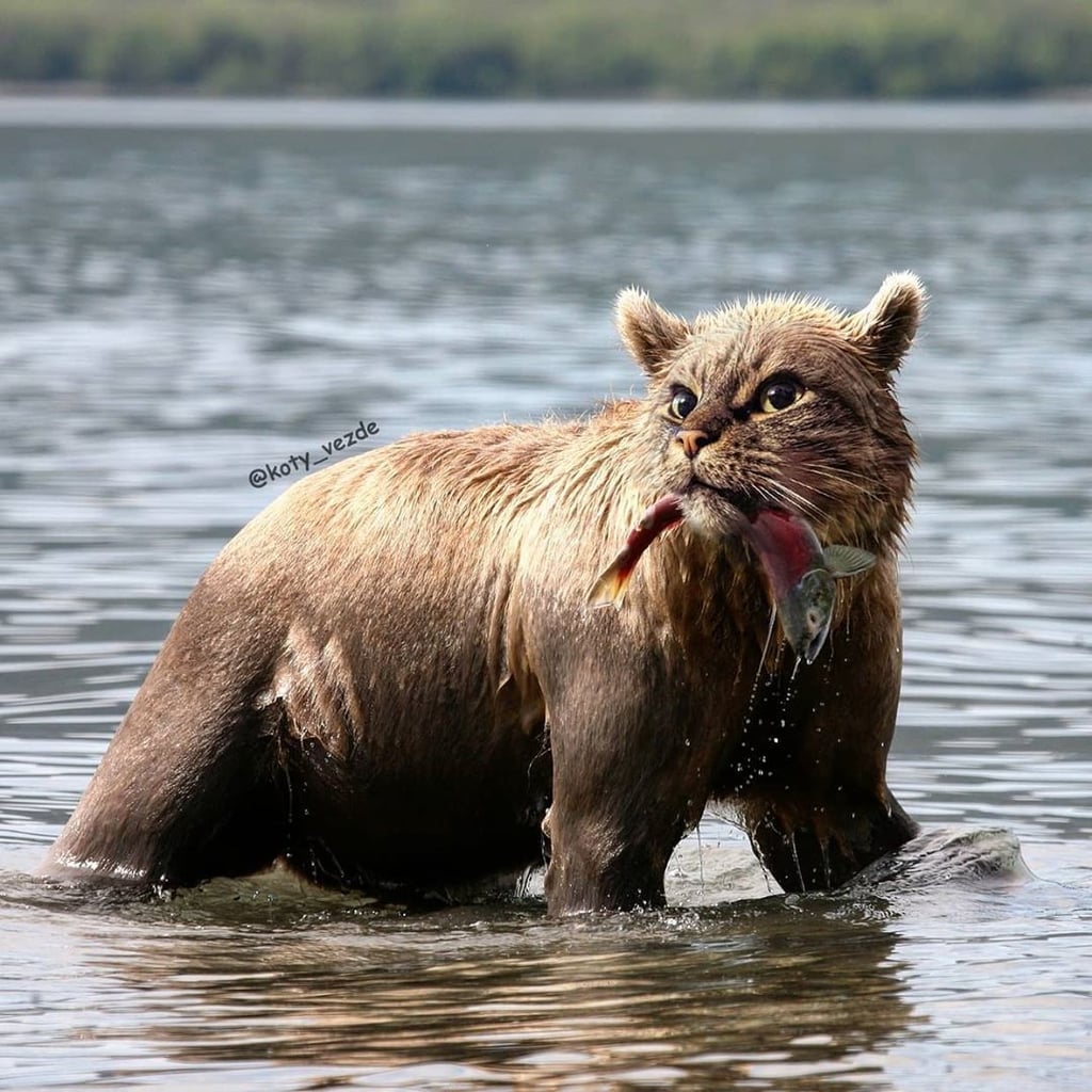 Bear With a Cat's Face