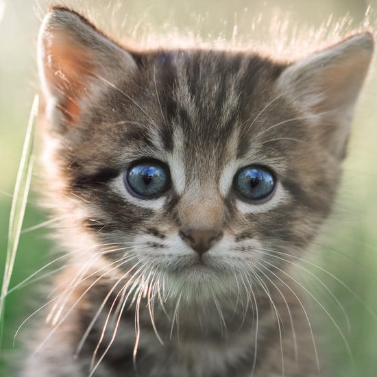 Interesting Facts About Cats