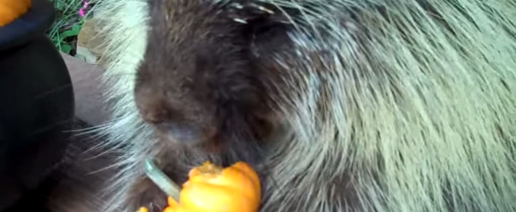 Porcupine Eating Pumpkin | Video