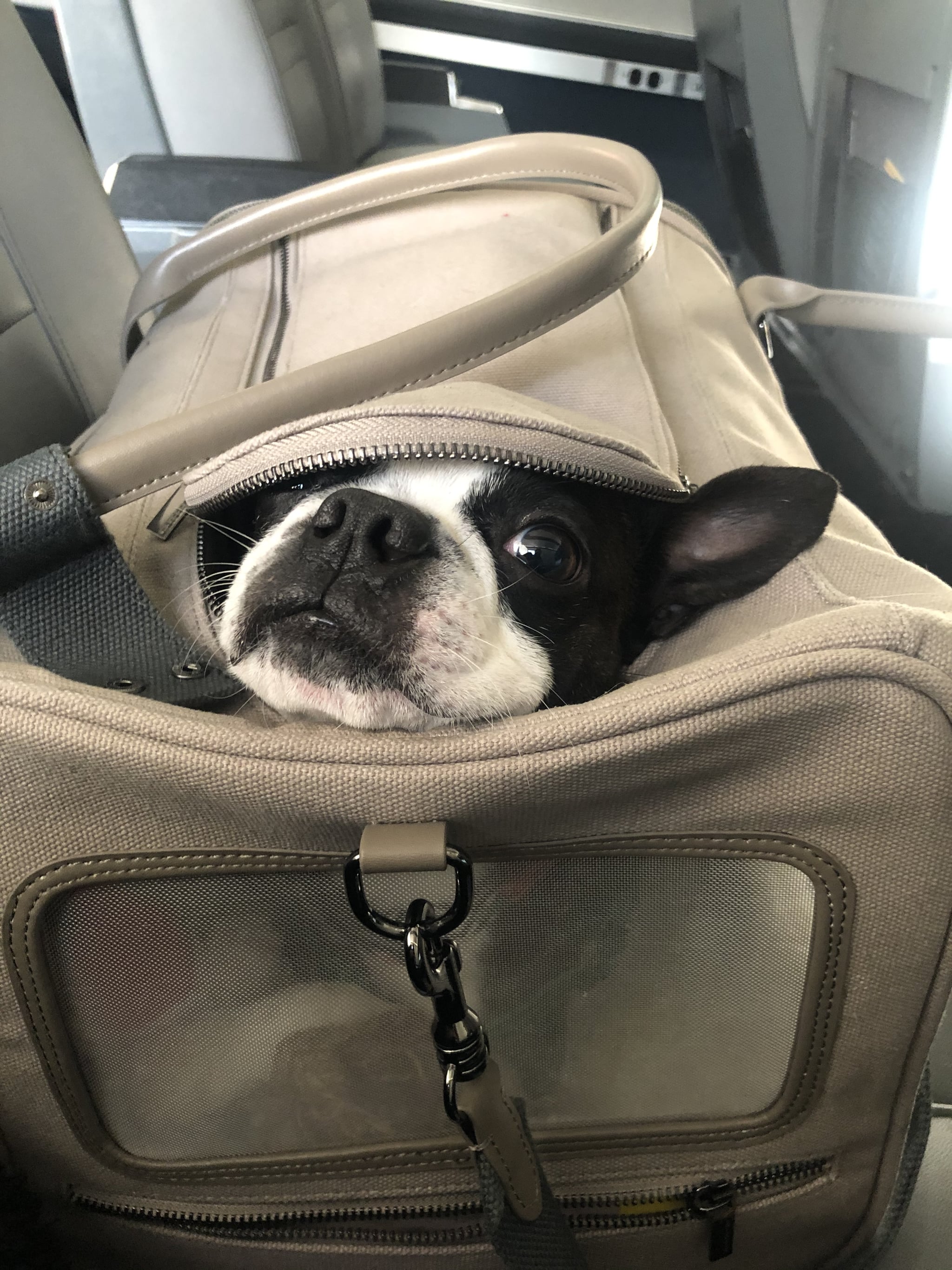 Will My Dog Fit Under The Airplane Seat