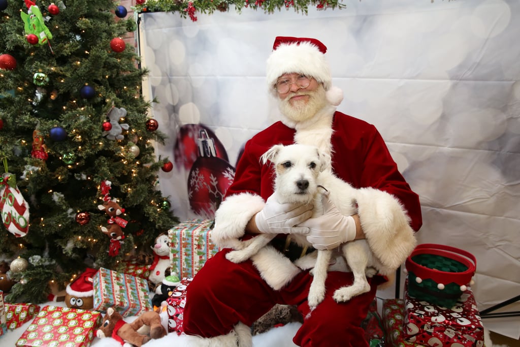 Pets Meeting Santa