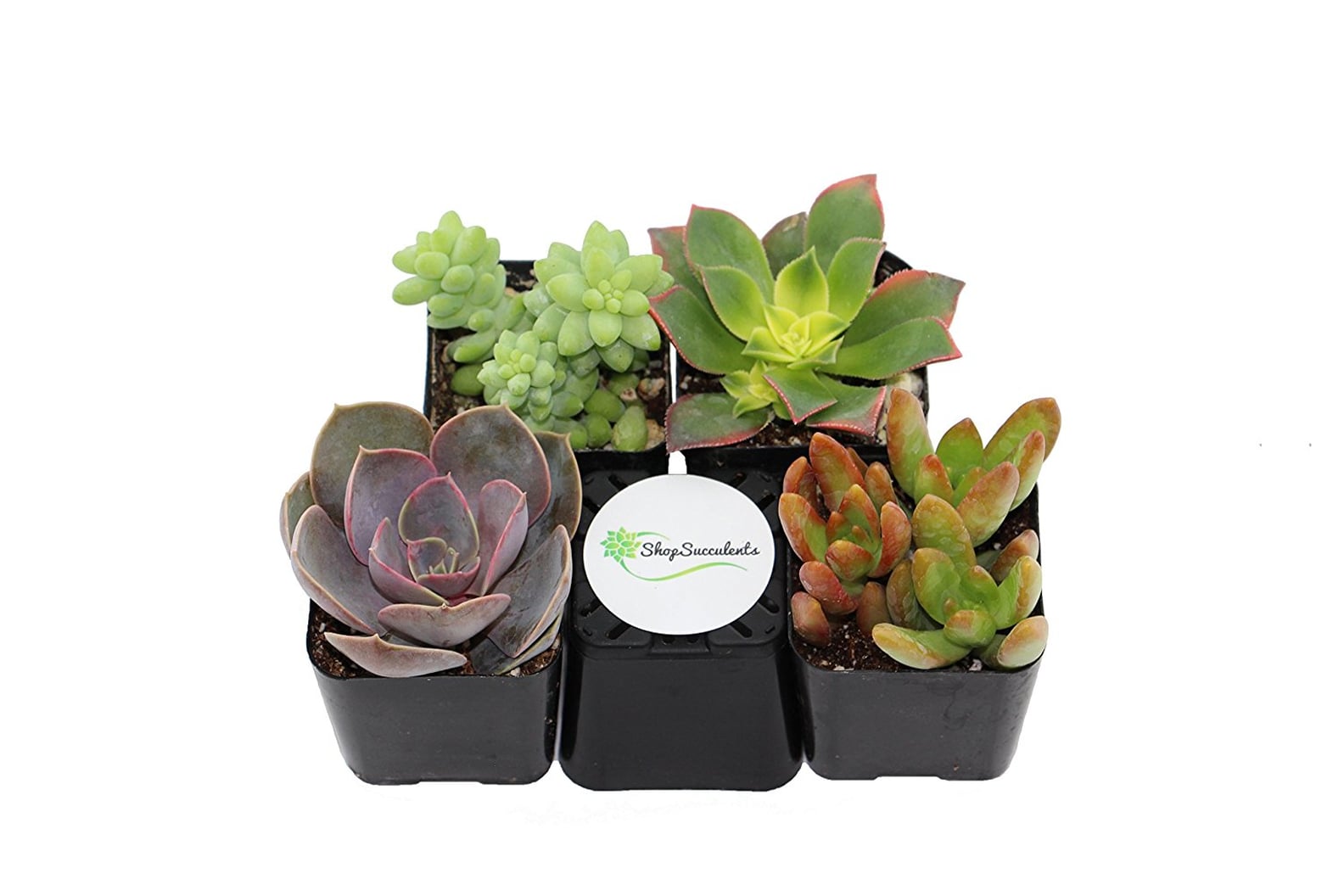Houseplants on Amazon Prime POPSUGAR Home