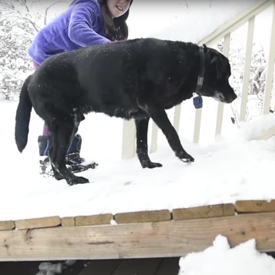 Mailman Makes Ramp For Old Dog | Video