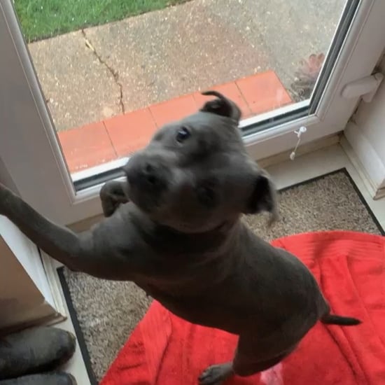 Video of Pit Bull Playing Around in the Hail