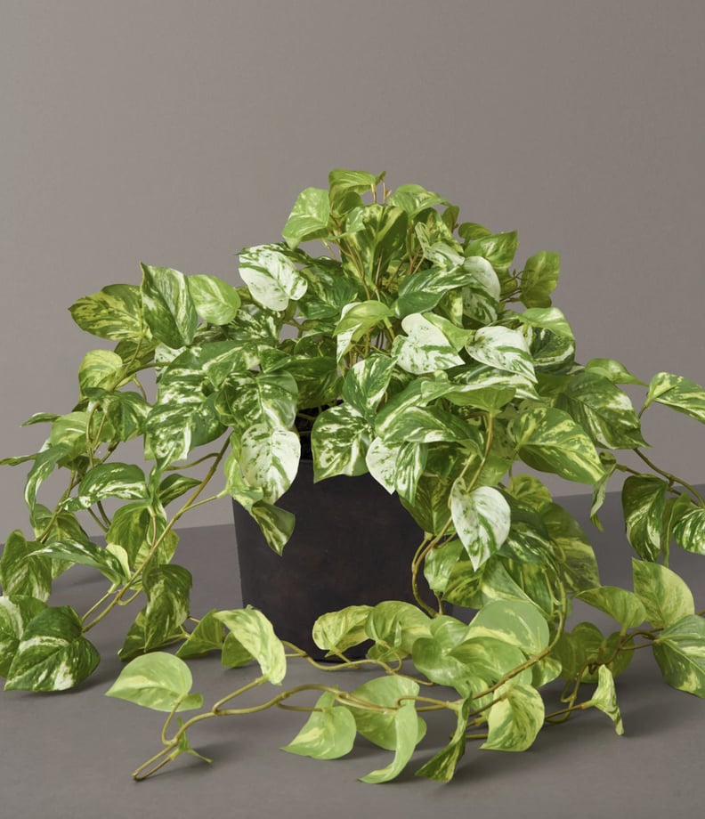 Faux Pothos