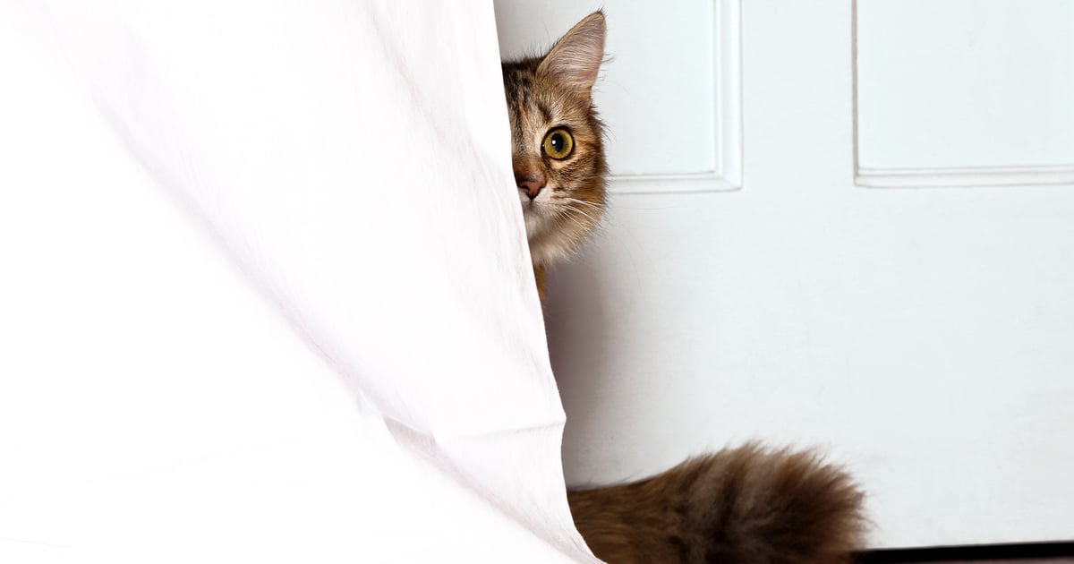 Why Do Cats Hide When They're Sick? POPSUGAR Pets