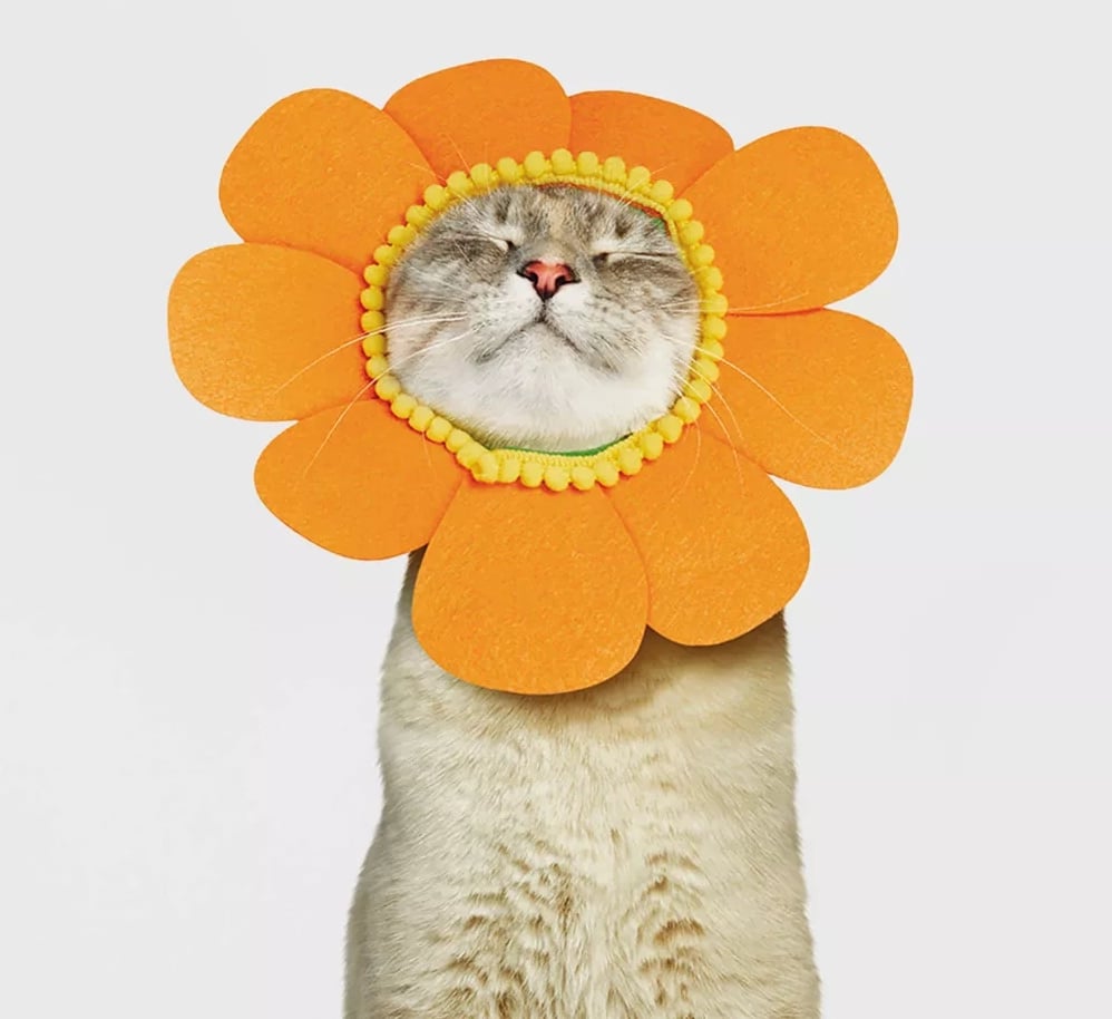 The Best Halloween Costumes For Pets