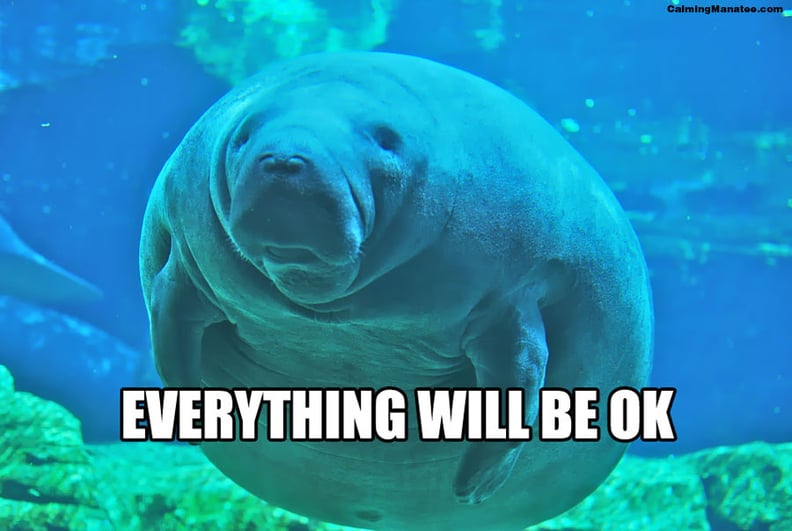 manatee meme birthday