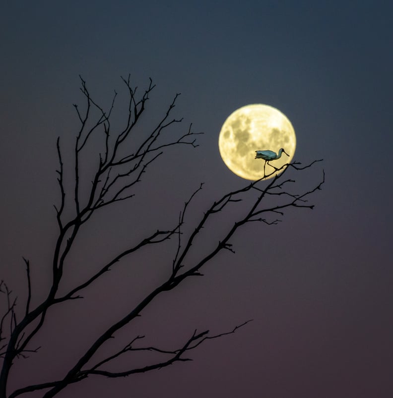 A Fork, a Spoon, and a Moon