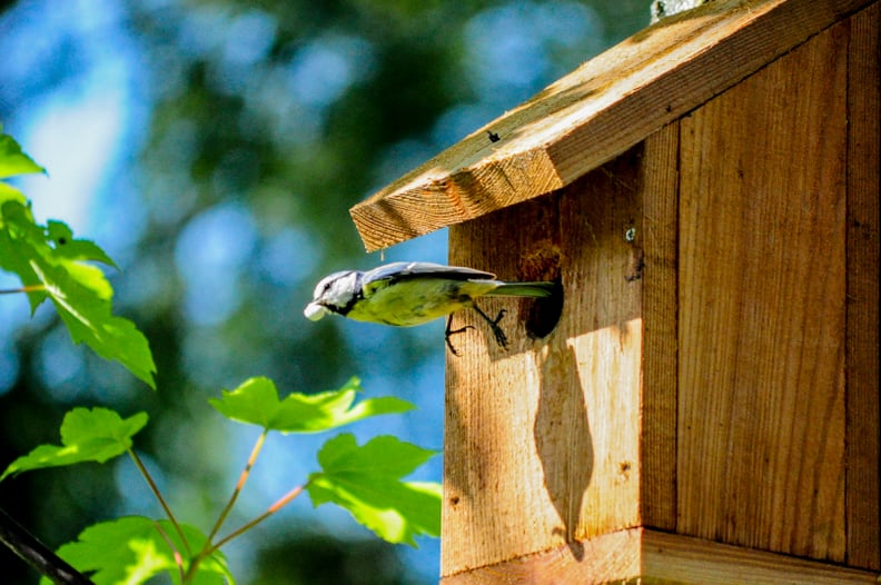 Build a birdhouse.