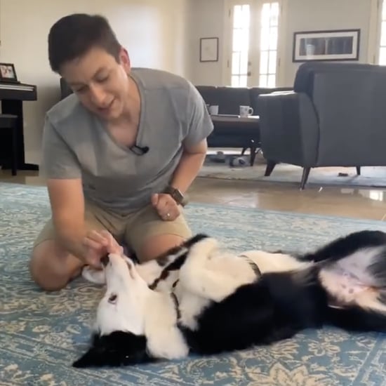 20 Super-Easy Dog Trick Training Tutorials From TikTok