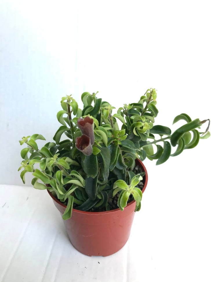Curly Lipstick Plant Best Indoor Flower Plants For Beginners