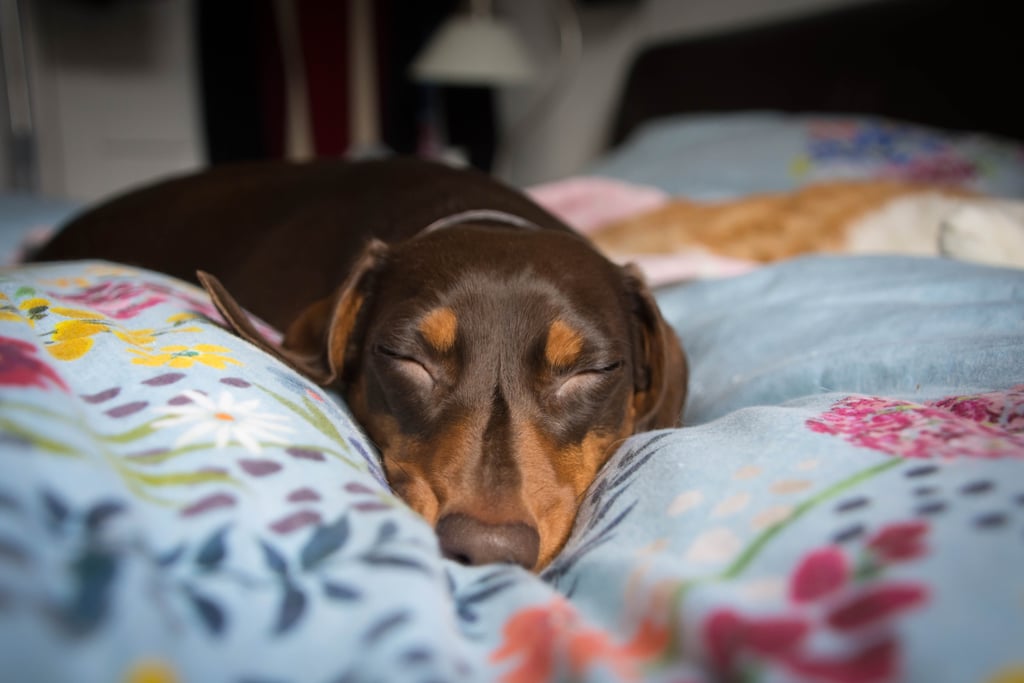 Cutest Dachshund Photos