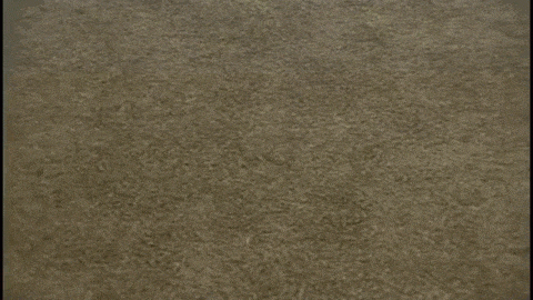 Carpets Repulse the Buyers