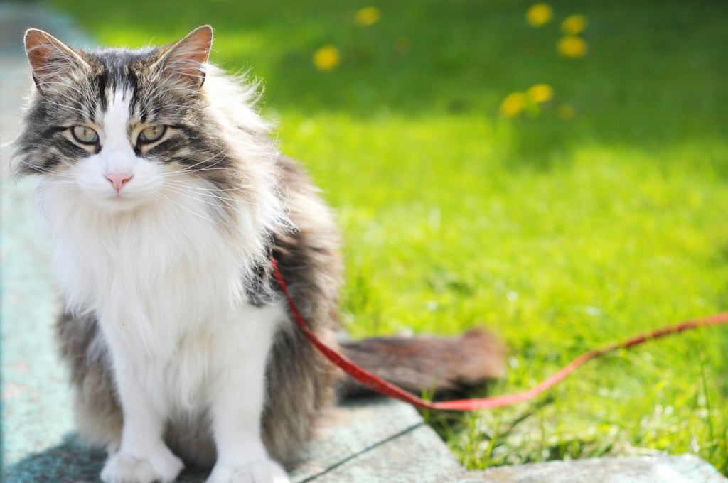 Cats on Leashes POPSUGAR Pets